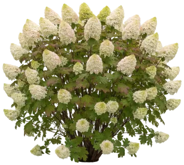 Oakleaf Hydrangea cut-out illustration
