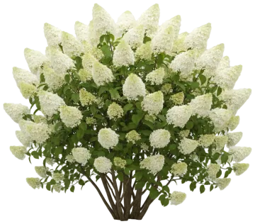Panicle Hydrangea cut-out illustration