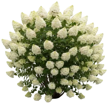 Phantom Hydrangea cut-out illustration