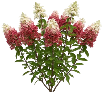 Pinky Winky Hydrangea cut-out illustration