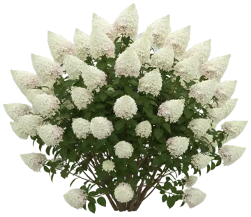 Quick Fire Hydrangea cut-out illustration
