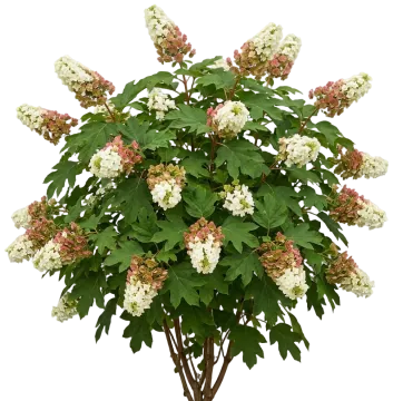 Snowcicle Hydrangea cut-out illustration