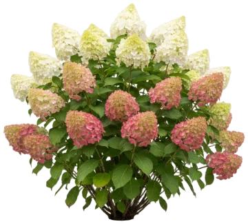 Strawberry Sundae Hydrangea cut-out illustration