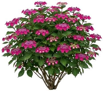 Tuff Stuff Hydrangea cut-out illustration