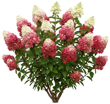Vanilla Strawberry Hydrangea cut-out illustration