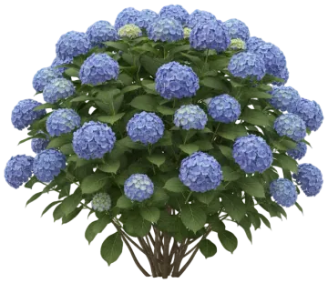 Bigleaf Hydrangea cut-out illustration