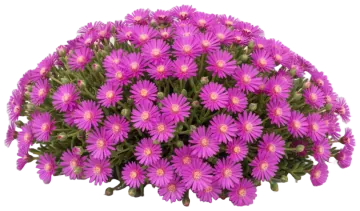 Ice Plant cut-out illustration