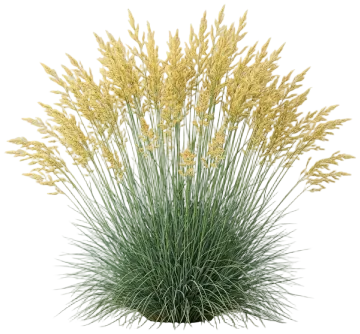 Idaho Fescue cut-out illustration
