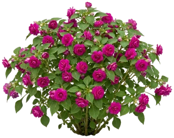 Double Rose Impatiens cut-out illustration