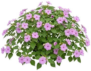 Lavender Impatiens cut-out illustration