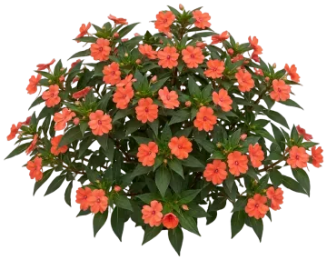 New Guinea Orange cut-out illustration