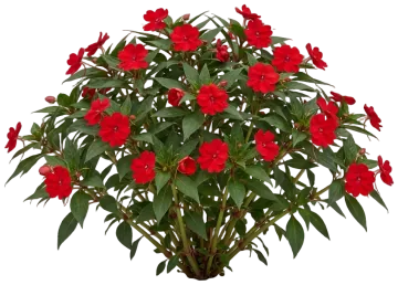 New Guinea Red cut-out illustration