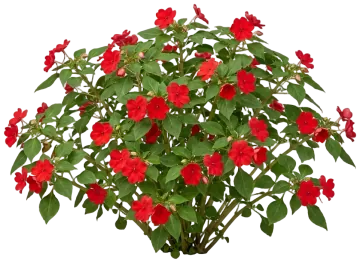 Red Impatiens cut-out illustration