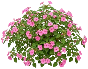 Rose Impatiens cut-out illustration