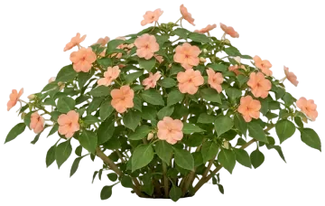 Salmon Impatiens cut-out illustration