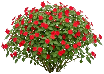 Scarlet Impatiens cut-out illustration