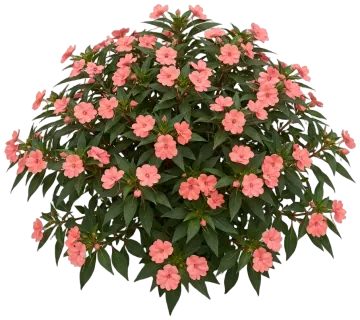 SunPatiens Coral cut-out illustration