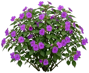 Violet Impatiens cut-out illustration