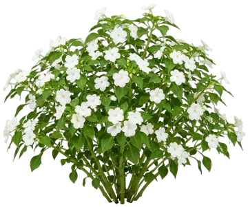 White Impatiens cut-out illustration