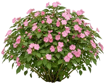 Impatiens cut-out illustration