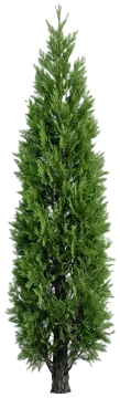 Incense Cedar cut-out illustration