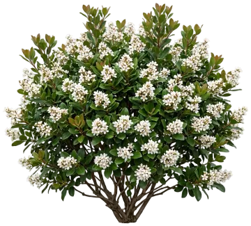 Indian Hawthorn cut-out illustration