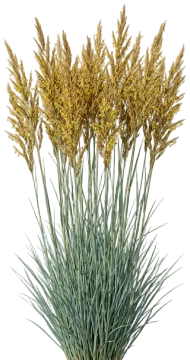 Indiangrass cut-out illustration