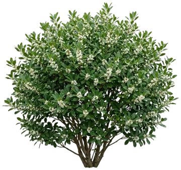 Inkberry Holly cut-out illustration