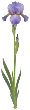 Bearded Iris cut-out illustration