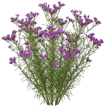 Iron Butterfly Ironweed cut-out illustration