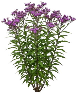 Ironweed cut-out illustration