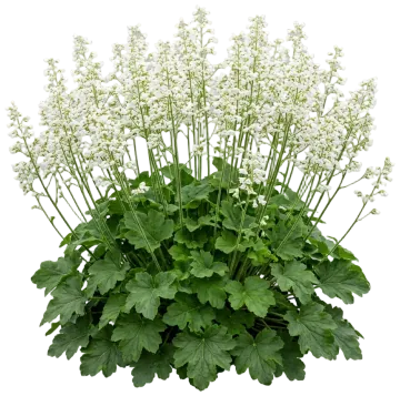 Island Alumroot cut-out illustration