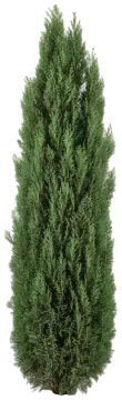 Blue Italian Cypress cut-out illustration
