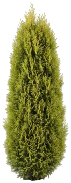 Swane's Gold cut-out illustration