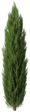 Italian Cypress cut-out illustration