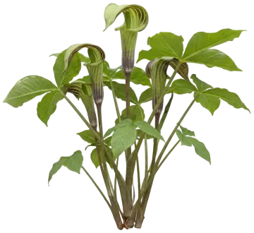 Jack-in-the-Pulpit cut-out illustration