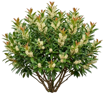 Jade Turtle Cherry Laurel cut-out illustration