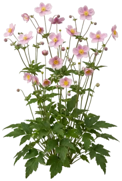 Japanese Anemone cut-out illustration