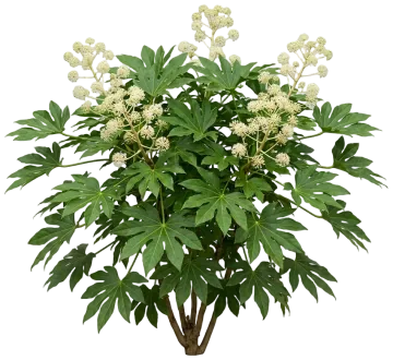 Japanese Aralia cut-out illustration