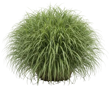 Albostriata cut-out illustration