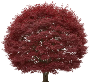 Japanese Maple cut-out illustration