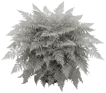 Japanese Painted Fern cut-out illustration