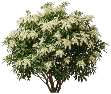 Japanese Pieris cut-out illustration