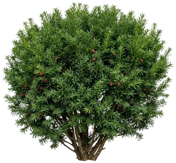 Japanese Yew cut-out illustration