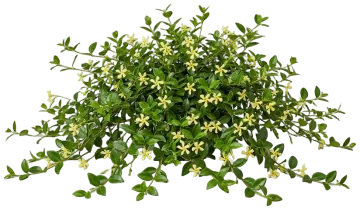 Asiatic Jasmine cut-out illustration