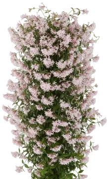 Pink Jasmine cut-out illustration
