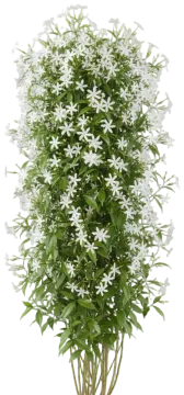 Star Jasmine cut-out illustration