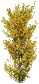 Winter Jasmine cut-out illustration