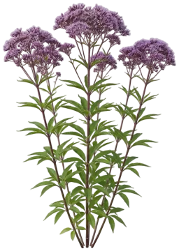 Joe Pye Weed cut-out illustration