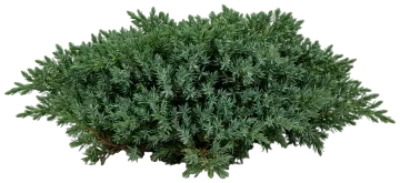 Alpine Carpet Juniper cut-out illustration